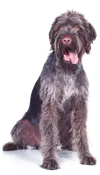 perro3